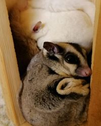 Maschinchen und Hasi (Foto Zoo der Minis)